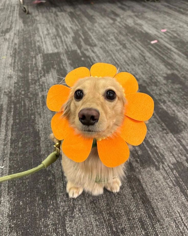 Astrid usando fantasia de leão